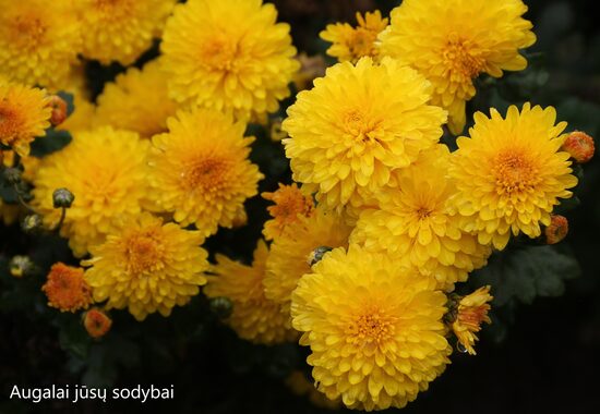 Chrizantema (Chrysanthemum) nr.8
